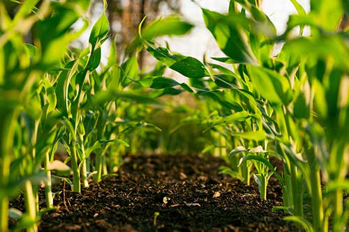 BASF apresenta dispersante biodegradável voltado para formulações agrícolas