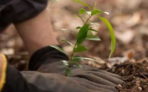 BB firma parceria com Ambipar e Coopercitrus para reflorestamento