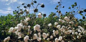 Bayer reforça compromisso com agricultores familiares e transfere tecnologia para fortalecer produção de algodão no norte de MG