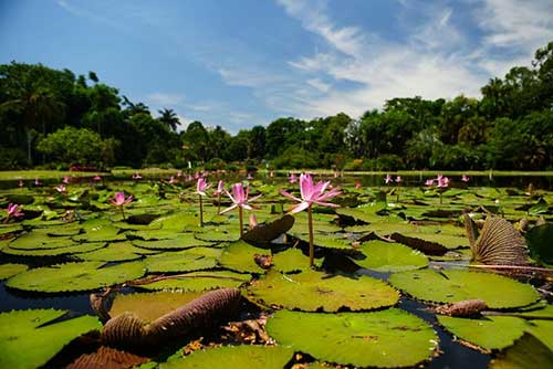  Branco celebra parceria com o Jardim Botânico Plantarum, referência na América Latina