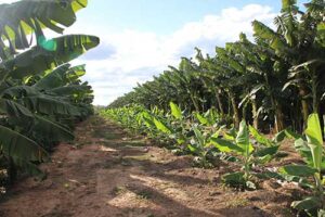 Projetos de irrigação no Oeste Baiano alcançam R$ 633 milhões em valor bruto de produção