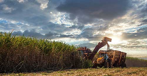Estudo do IAC revela aumento de 24,5% na produtividade da cana-soca com uso de óxidos refinados de cálcio e magnésio