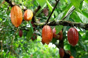 Cargill lança projeto para impulsionar produtividade e profissionalização no cultivo de cacau