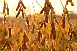 Aplicação incorreta de herbicidas em pré-colheita de soja pode causar prejuízos de até 38%