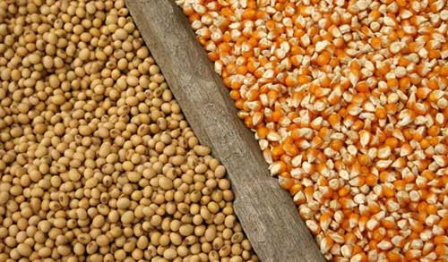DATAGRO Grãos eleva estimativa da safra brasileira 2024/25 de milho para 134,0 milhões de toneladas