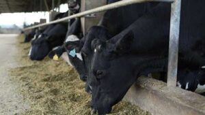 Danone e Banco do Brasil anunciam parceria de R$ 100 milhões em crédito para investimento em fazendas leiteiras