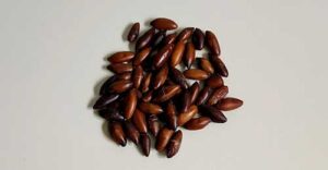 Popularização da castanha de baru é chave para a sobrevivência de sua cadeia de valor