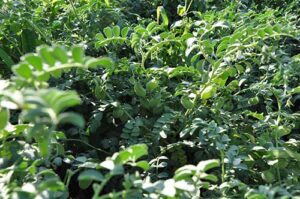 Novos acessos de grão-de-bico reforçam Banco Ativo de Germoplasma da Embrapa