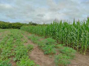 Roça Sustentável (CRIAF) é tema de palestra e estará na vitrine tecnológica da Agrobalsas 2025