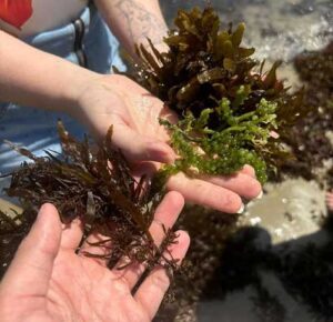 Projeto Embrapii aposta em biodefensivos de macroalgas, microrganismos marinhos e óleos essenciais para substituir agrotóxicos