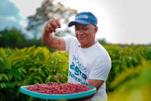 Com apoio da Eneva, Projeto Agroflorestal entrega primeira colheita de café robusta em Silves (AM)