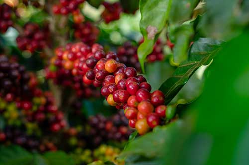 Portos no limite: gargalos logísticos ameaçam a competitividade do agro brasileiro