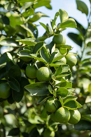 Produção de limão tahiti conquista certificação de agricultura sustentável