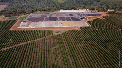 Guima aposta no uso de biochar em lavouras de café e avança em práticas regenerativas