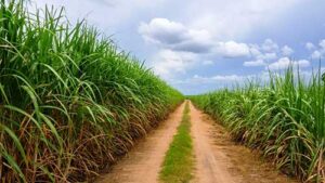 ORPLANA reafirma compromisso com a governança e transparência na revisão do Consecana/SP