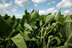 ICL apresenta Actibio X EVO53: a evolução da bactéria Azospirillum brasilense promete revolucionar a co-inoculação da soja