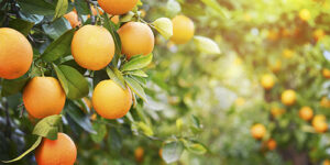 Tarifa de 50% compromete setor exportador de suco de laranja