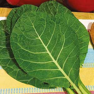 Conheça os principais tipos de couve e saiba como cultivar