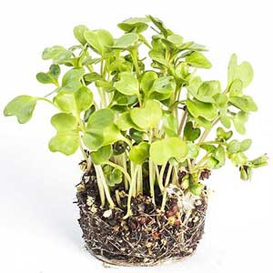 Conheça os principais tipos de couve e saiba como cultivar