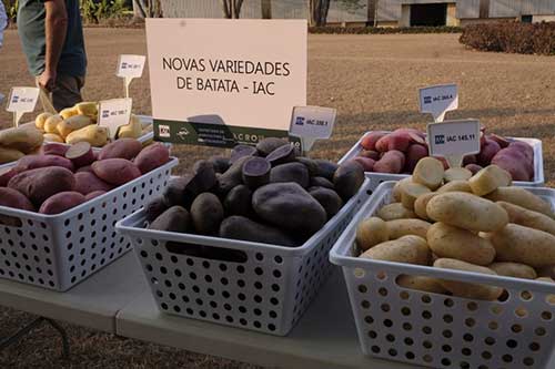 Hortitec 2025: IAC expõe recentes tecnologias nas áreas de horticultura e sanidade