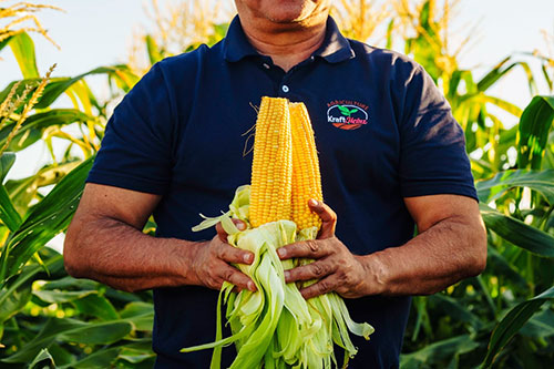 Dia do milho 2025: inovação e práticas sustentáveis garantem protagonismo tecnológico e maior qualidade do campo à mesa