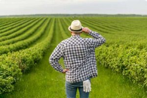 Fósforo, um recurso limitado que precisa ser bem utilizado