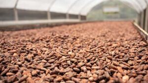 Nestlé Brasil ultrapassa meta de obter 30% de suas principais matérias-primas com práticas regenerativas um ano antes do previsto