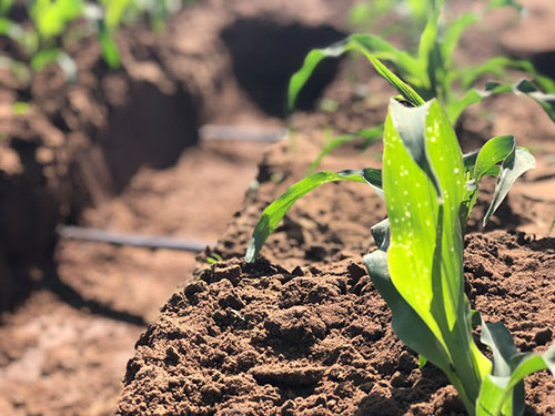 Diante das mudanças climáticas, Mato Grosso do Sul aposta em tecnologias para garantir o futuro da produção de grãos