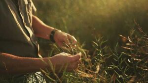 Rota Regenerativa mostra o protagonismo da canola na agricultura do futuro, em novo episódio