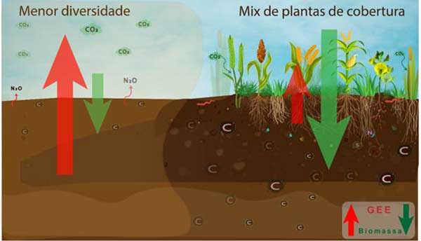Desempenho superior – Entre as espécies pesquisadas, a combinação de braquiária com crotalária e milheto aumentou o estoque de carbono em cerca de 19%, a saúde do solo em 13% e a produtividade da soja em 11%, quando comparada com os sistemas de manejo soja-milho ou soja-pousio. Essa combinação teve o melhor desempenho, destacando a importância da diversidade vegetal no sistema de produção da soja. “Essa diversidade contribuiu significativamente para o aumento da matéria orgânica no solo. Esse acúmulo de matéria orgânica confere maior resiliência ao sistema em comparação aos modelos convencionais, como os de soja-milho ou soja-pousio. A diversidade de plantas também proporciona maior sequestro de carbono e matéria orgânica no solo, o que é essencial para mitigar as emissões de gases de efeito estufa", explica a pesquisadora. 