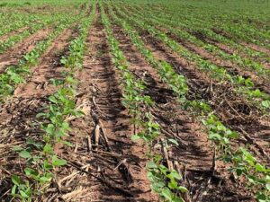 Culturas de cobertura aumentam a saúde do solo, sequestro de carbono e produtividade agrícola no Cerrado