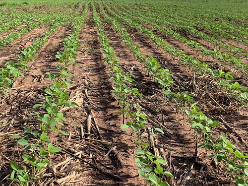 Culturas de cobertura aumentam a saúde do solo, sequestro de carbono e produtividade agrícola no Cerrado