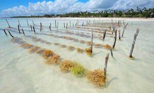 No AgroSea, RIO+AGRO participa de debate sobre a importância da produção de algas para o agro e o meio ambiente