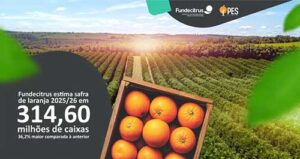 Com safra de laranja 2025/26 em alta, SP reforça ações para fortalecer a citricultura