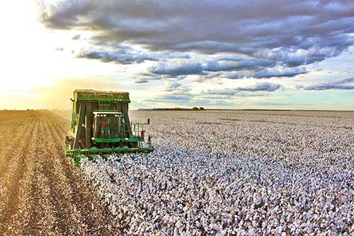 Soluções de alto desempenho para o algodão são destaques no Cotton Day