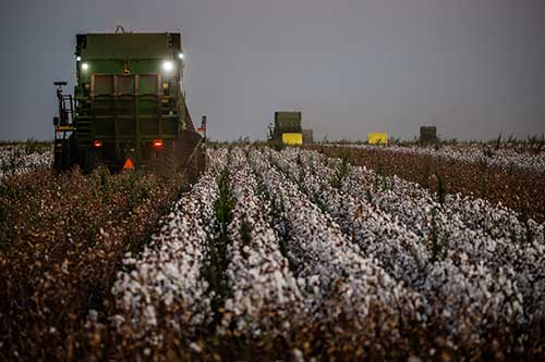 Soluções de alto desempenho para o algodão são destaques no Cotton Day