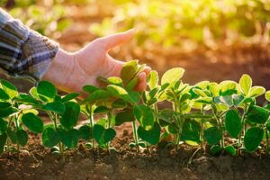 Empresa de adjuvantes estreia na AgroBrasília com soluções para a agricultura do Centro-Oeste