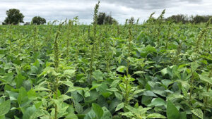 Caruru-palmeri preocupa agricultores e exige manejo integrado nas lavouras brasileiras