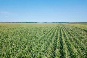 Área tratada por defensivos agrícolas cresce 1,8% no primeiro trimestre de 2025 no Brasil