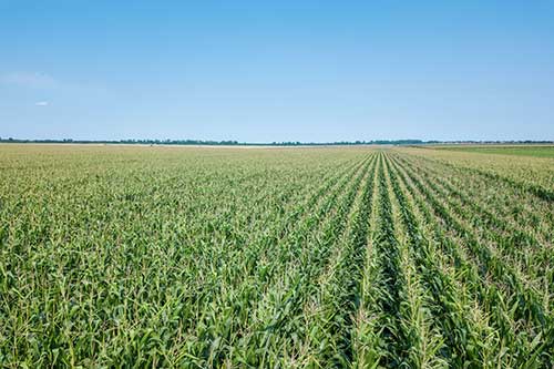 Área tratada por defensivos agrícolas cresce 1,8% no primeiro trimestre de 2025 no Brasil
