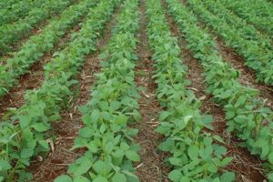 Sistema Plantio Direto: inovação que brotou no Norte do Paraná conquistou o mundo