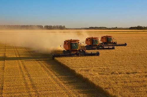 MIRAVIS® Xtra, fungicida da Syngenta, recebe registro para proteger a cultura do trigo contra manchas e ferrugem