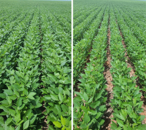 Tecnologia da TMF Fertilizantes entrega maior produtividade e resposta ao NPK com aplicação simplificada