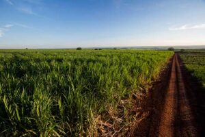 IA auxilia na identificação de mamona, corda-de-viola e mucuna-preta no cultivo de cana-de-açúcar