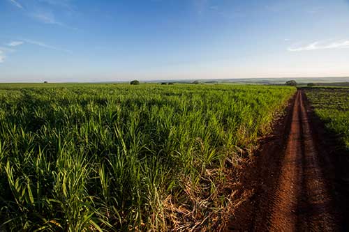IA auxilia na identificação de mamona, corda-de-viola e mucuna-preta no cultivo de cana-de-açúcar