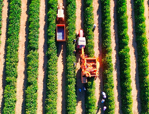 Colheita de café na Alta Mogiana chega a 50%, mas rendimento decepciona produtores