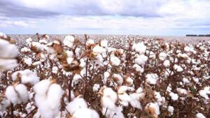 Algodão Deltapine mostra ótimo desempenho em testes e ganha espaço nas lavouras