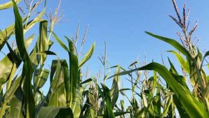 Bioativadores e nutrição foliar: as novas fronteiras para aumento de produtividade do milho