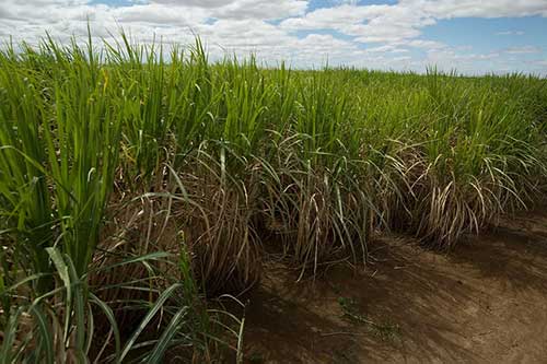 Produtividade da cana no Centro-Sul cai 12% em maio, aponta CTC - Centro de Tecnologia Canavieira