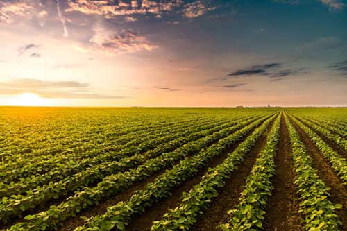A logística é um dos principais pilares do agronegócio, essencial para garantir a qualidade dos produtos e a rentabilidade dos produtores. Com foco nas inovações que estão revolucionando esse processo, o inovabra, ecossistema de inovação do Bradesco, anuncia a nova edição da “Trilha Agro”, iniciativa que conecta tendências, desafios e soluções capazes de impulsionar a eficiência e a sustentabilidade no setor. O segundo encontro do ano será no dia 22 de maio, das 9h às 12h. Sob o tema “Agro Conectado: Logística Inteligente, Cadeia de Produção Otimizada”, o evento híbrido reunirá especialistas para debater como a inteligência artificial (IA) pode otimizar processos logísticos, aumentar a produtividade e gerar mais eficiência em toda a cadeia do agronegócio. Ao longo da manhã, os participantes terão acesso a conteúdo técnico de alto nível e experiências reais de aplicação da IA no campo, com palestras e debates entre líderes de empresas como Suzano Ventures, GoFlux, Ceasa Digital e Sociedade Nacional de Agricultura (SNA). “Preparamos um ambiente pensado para estimular a troca de experiências e apresentar soluções práticas que estão transformando o agronegócio. Neste encontro, vamos discutir um dos principais desafios do agro no Brasil: a logística, impactada por uma geografia complexa e por múltiplos intermediários que podem tornar os processos menos eficientes, mas que podem contar com a IA como uma aliada poderosa”, comenta Renata Petrovic, head de inovação do Bradesco. O evento é gratuito, aberto ao público e voltado a profissionais, empreendedores, pesquisadores e interessados no futuro do agro. As inscrições podem ser feitas até o dia 21 de maio pelo link: Agro Conectado: Logística Inteligente, Cadeia de Produção Otimizada em São Paulo - Sympla. SERVIÇO Trilha Agro: “Agro Conectado: Logística Inteligente, Cadeia de Produção Otimizada” Data: 22 de maio de 2025, das 9h às 12h Formato: Híbrido Local: inovabra – Av. Angélica, 2529 - Bela Vista, São Paulo - SP
